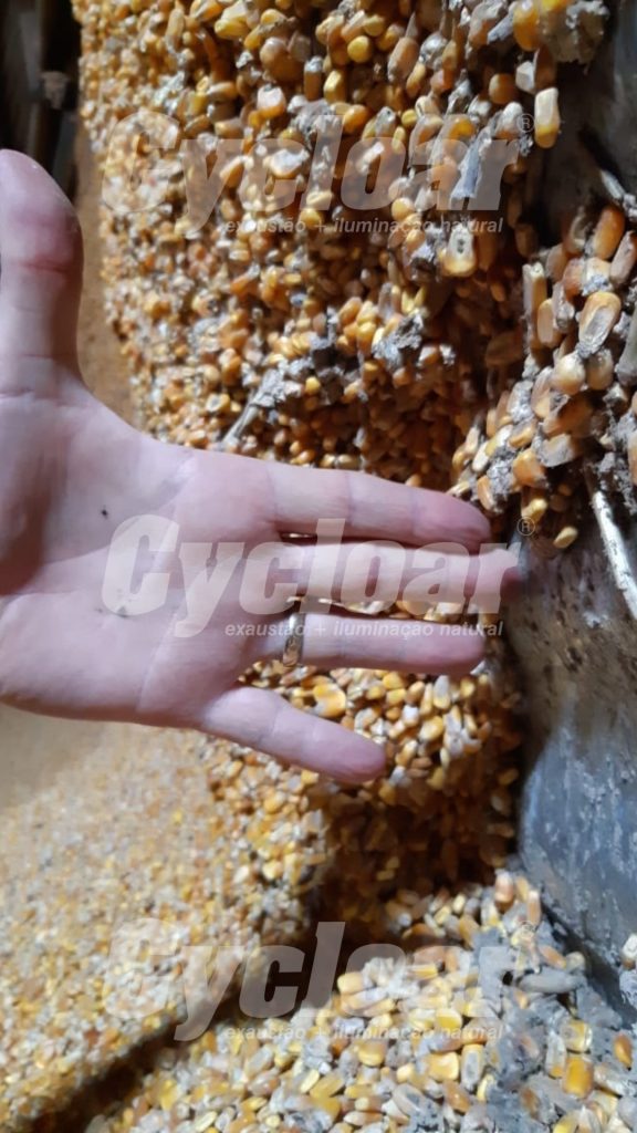 Camada deteriorada de milho armazenado em um silo sem Cycloar