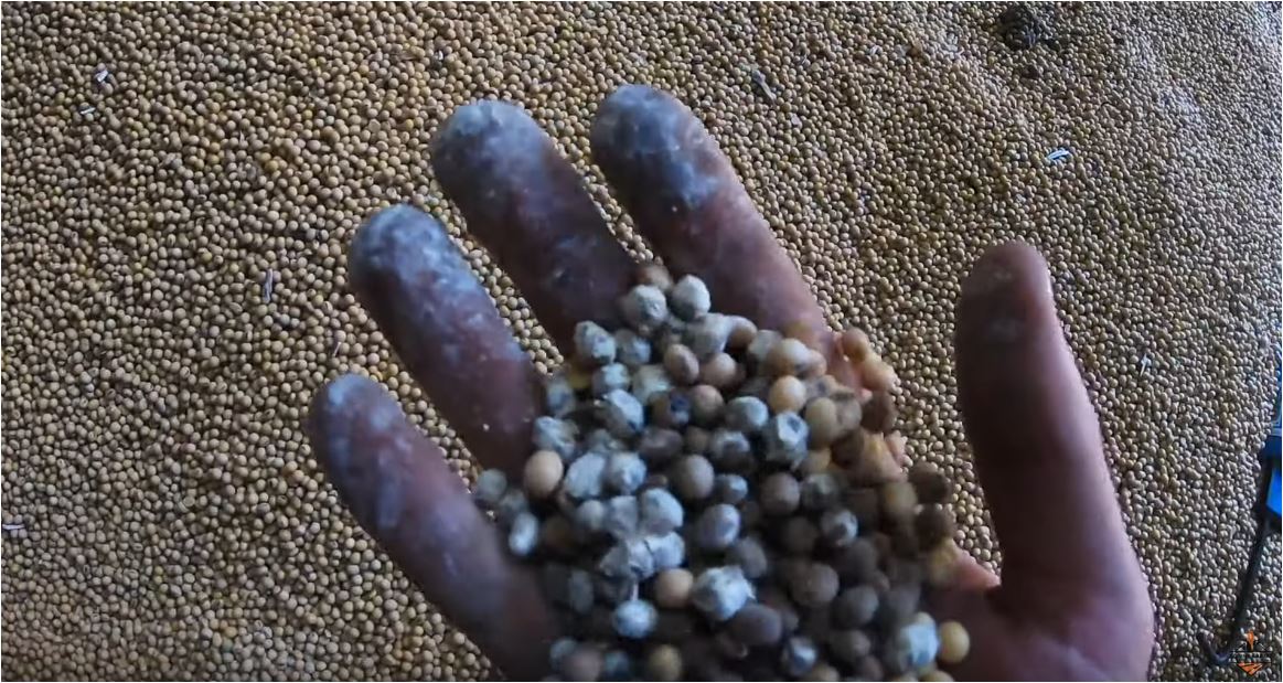 Perda de grãos: como ocorre a deterioração dos grãos armazenados